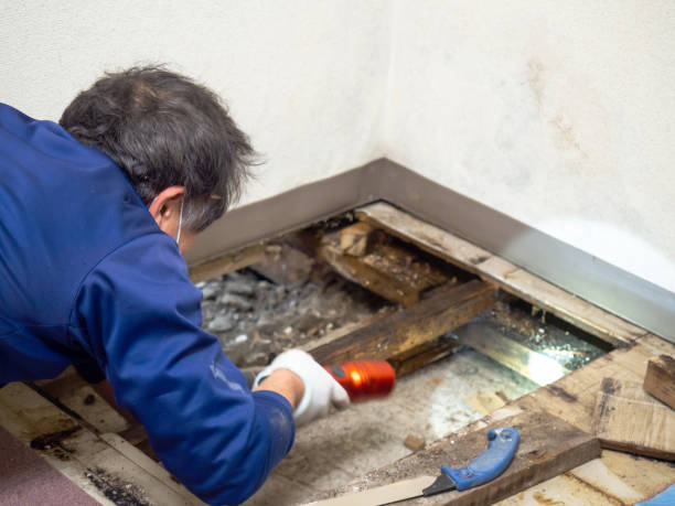 Best Affordable Mold Removal  in Wabasso Beach, FL