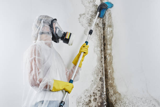 Best Commercial Mold Removal  in Wabasso Beach, FL