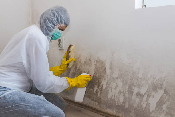 Mold Testing and Removal in Wabasso Beach, FL