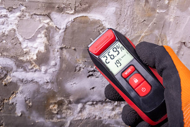 Best Mold Damage Repair  in Wabasso Beach, FL