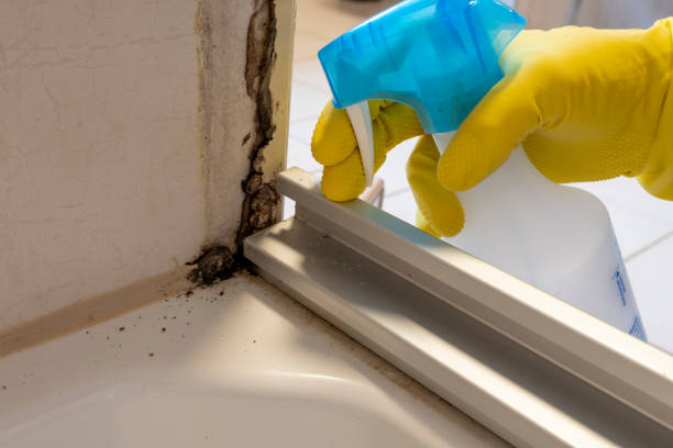 Best Mold Cleaning Services  in Wabasso Beach, FL
