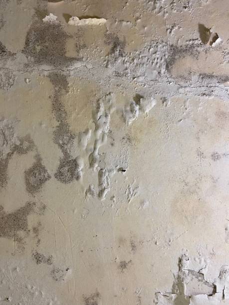 Best Office Mold Removal Services  in Wabasso Beach, FL