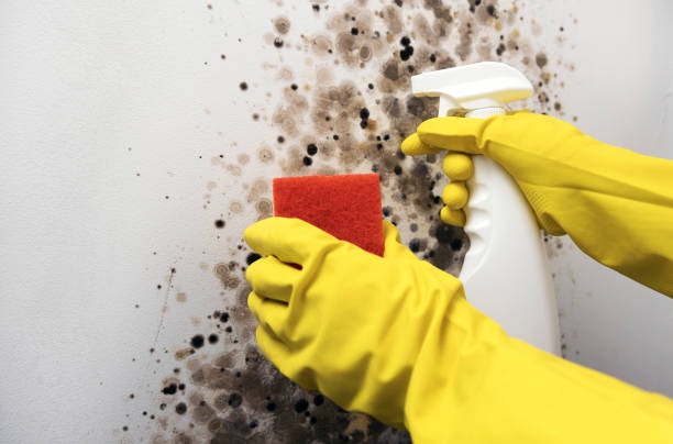 Office Mold Removal Services in Wabasso Beach, FL