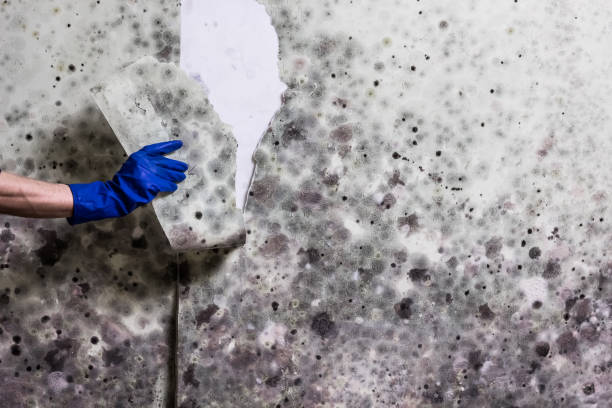 Best Attic Mold Removal  in Wabasso Beach, FL